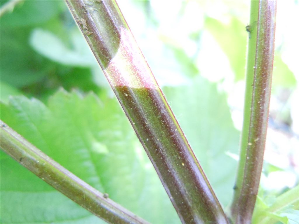 Scrophularia peregrina